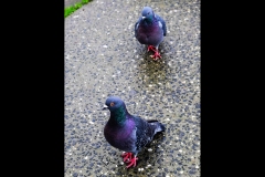 Sky-Rail Outing (Catherine Hickie ©)