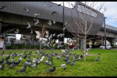 Sky-Rail Outing (Lisa Xu ©)