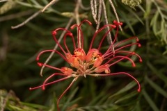 Sky-Rail Outing (Alan Scott ©)