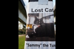 Sky-Rail Outing (Joe Hajdu ©)