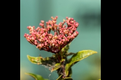 Sky-Rail Outing (Alan Scott ©)