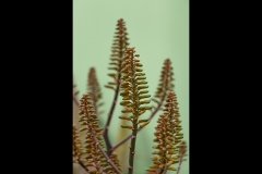 Sky-Rail Outing (Alan Scott ©)