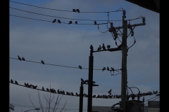 Sky-Rail Outing (Paul Palcsek ©)