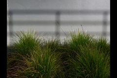 Sky-Rail Outing (Richard Lang ©)