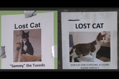 Sky-Rail Outing (Paul Palcsek ©)