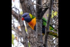 Sky-Rail Outing (Alan Scott ©)