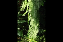 St Kilda Botanical Gardens Outing (Terry Noske ©)