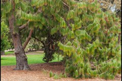 St Kilda Botanical Gardens Outing (David Dyett ©)