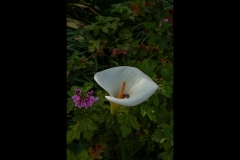 St Kilda Botanical Gardens Outing (David Davidson ©)