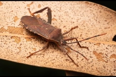 St Kilda Botanical Gardens Outing (Nicole Andrews ©)