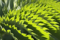 St Kilda Botanical Gardens Outing (Sara Wigney ©)