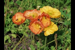 St Kilda Botanical Gardens Outing (Jim O'Donnell ©)