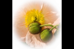 St Kilda Botanical Gardens Outing (Nicole Andrews ©)