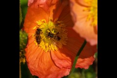 St Kilda Botanical Gardens Outing (Alan Scott ©)