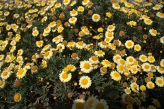 St Kilda Botanical Gardens Outing (Sara Wigney ©)