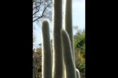 St Kilda Botanical Gardens Outing (Terry Noske ©)