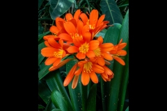 St Kilda Botanical Gardens Outing (Jim Weatherill ©)