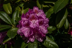 St Kilda Botanical Gardens Outing (David Davidson ©)