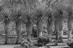 St Kilda Botanical Gardens Outing (Terry Noske ©)