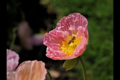 St Kilda Botanical Gardens Outing (Jim O'Donnell ©)