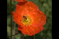 St Kilda Botanical Gardens Outing (Sara Wigney ©)