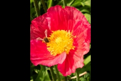 St Kilda Botanical Gardens Outing (Lisa Xu ©)