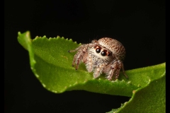 St Kilda Botanical Gardens Outing (Nicole Andrews ©)