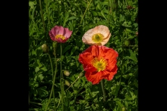 St Kilda Botanical Gardens Outing (David Davidson ©)