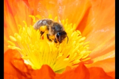 St Kilda Botanical Gardens Outing (Nicole Andrews ©)