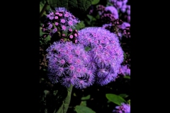 St Kilda Botanical Gardens Outing (Bob Clothier ©)