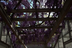 St Kilda Botanical Gardens Outing (Sara Wigney ©)