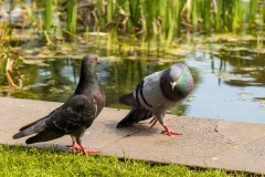 St Kilda Botanical Gardens Outing (Alan Scott ©)