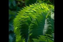 St Kilda Botanical Gardens Outing (Jim Weatherill ©)