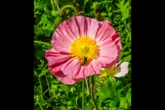 St Kilda Botanical Gardens Outing (Jim Weatherill ©)