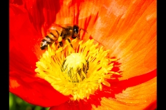 St Kilda Botanical Gardens Outing (Lisa Xu ©)