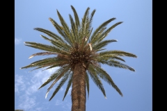 St Kilda Botanical Gardens Outing (Sara Wigney ©)