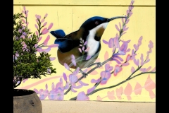 St Kilda Botanical Gardens Outing (Bob Clothier ©)