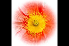 St Kilda Botanical Gardens Outing (Nicole Andrews ©)