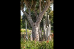 St Kilda Botanical Gardens Outing (David Dyett ©)