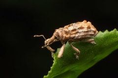 St Kilda Botanical Gardens Outing (Nicole Andrews ©)