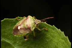 St Kilda Botanical Gardens Outing (Nicole Andrews ©)