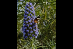 St Kilda Botanical Gardens Outing (Bob Clothier ©)