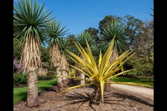 St Kilda Botanical Gardens Outing (Jim Weatherill ©)