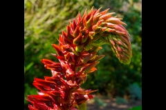 St Kilda Botanical Gardens Outing (Jim Weatherill ©)