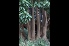 University of Melbourne (Mike Lewis ©)