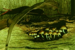 MCC Archives Collection: 28-698 Nola Sharp, Fence Fungi Melbourne