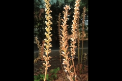 Williamstown Ferry Trip (Terry Noske ©)