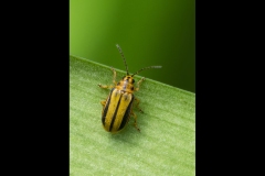 Williamstown Ferry Trip (Nicole Andrews ©)