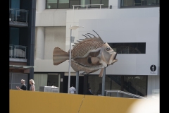 Fish Out of Water - Williamstown Ferry Trip (Paul Palcsek ©)