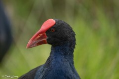 Yalukit Willam Nature Reserve (Tuck Leong ©)